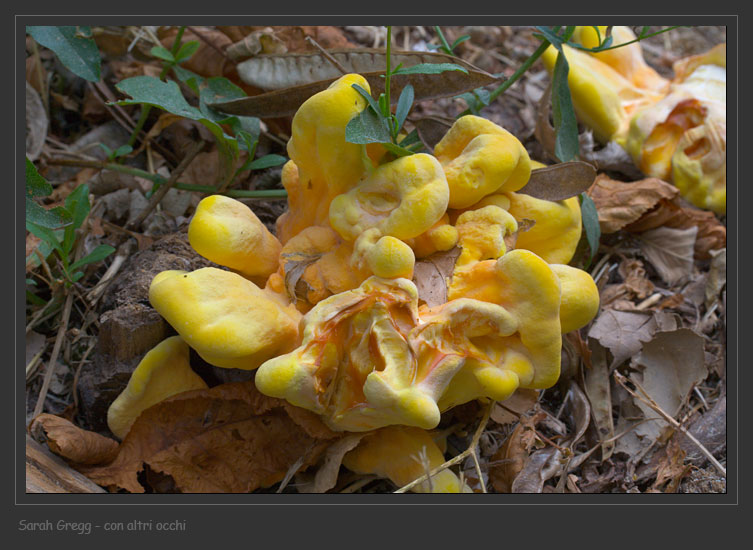Laetiporus sulphureus