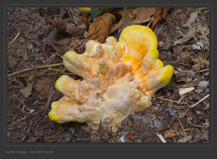 Laetiporus sulphureus