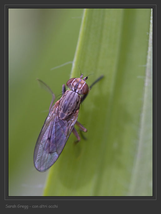 Sciomyzidae: Pherbellia cinerella