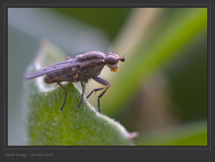 Sciomyzidae: Pherbellia cinerella