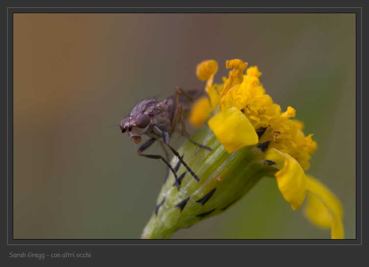 Sciomyzidae: Pherbellia cinerella