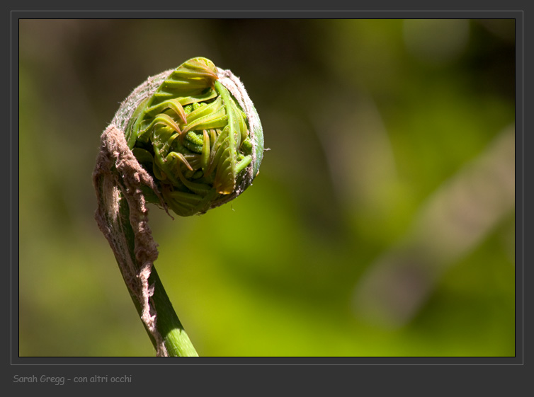 Osmunda regalis / Felce florida
