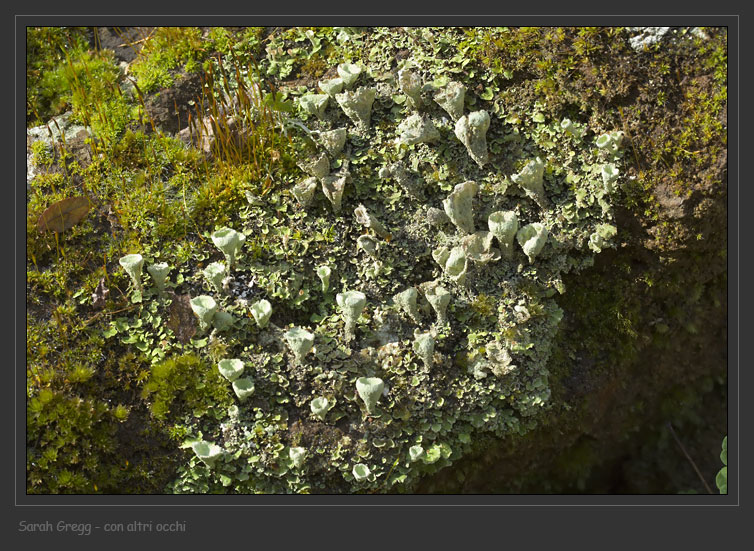 Cladonia... una o due?