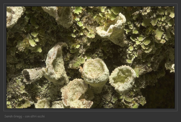 Cladonia... una o due?