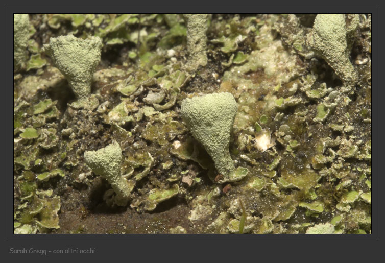 Cladonia... una o due?