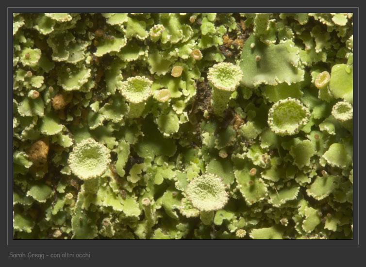 Cladonia... una o due?