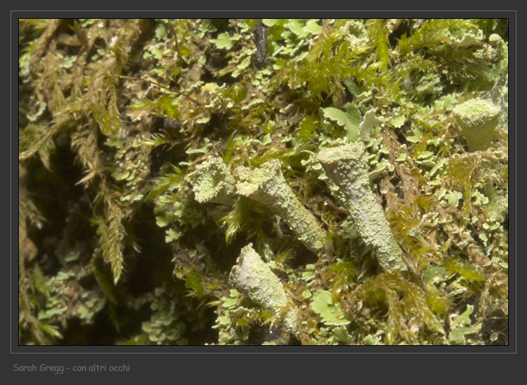 Cladonia... una o due?