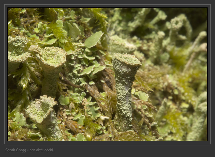 Cladonia... una o due?