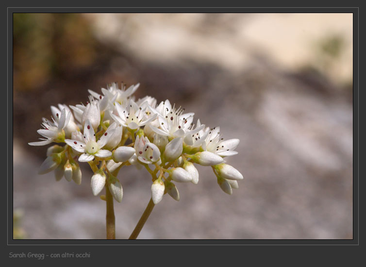 Sedum album