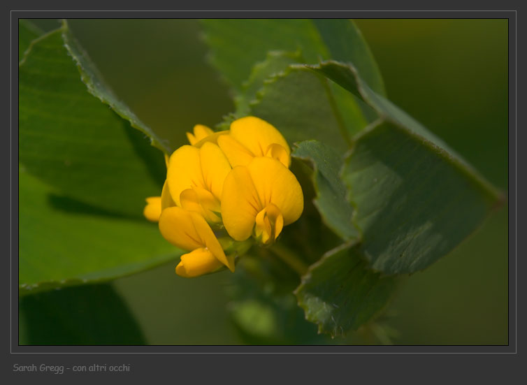 Medicago polymorpha e Medicago cfr.littoralis