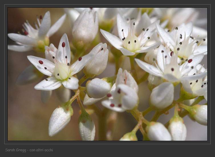 Sedum album