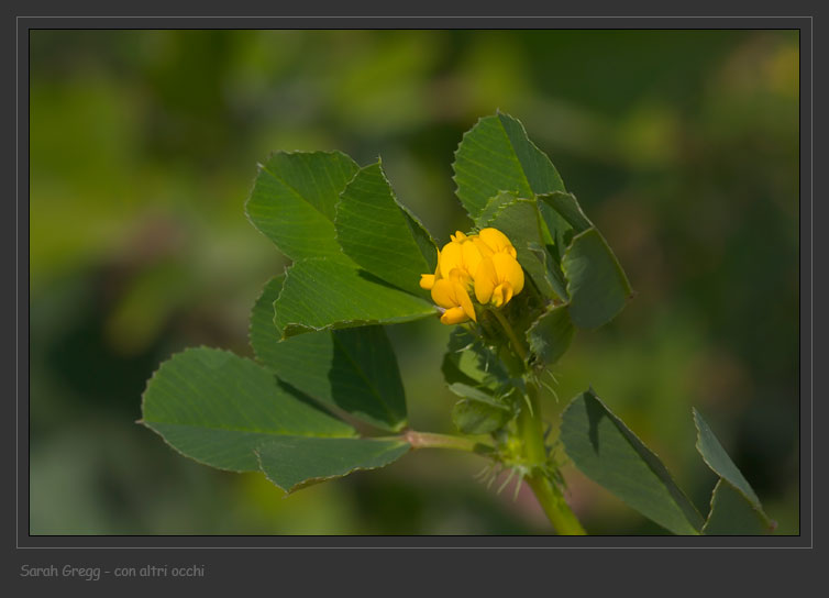 Medicago polymorpha e Medicago cfr.littoralis