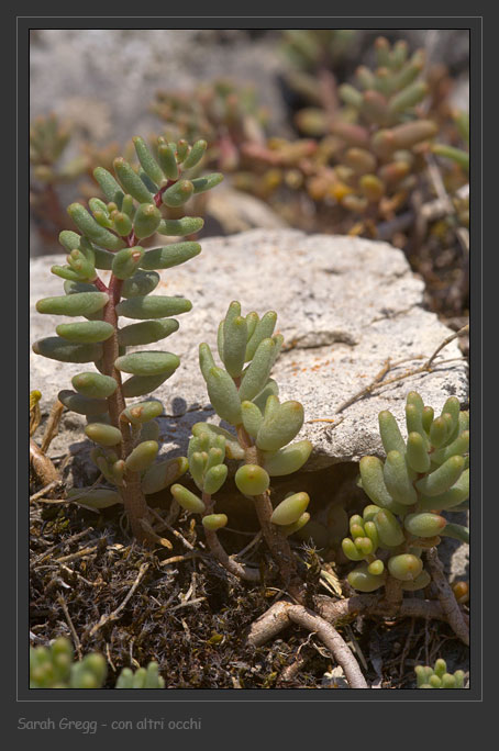 Sedum album