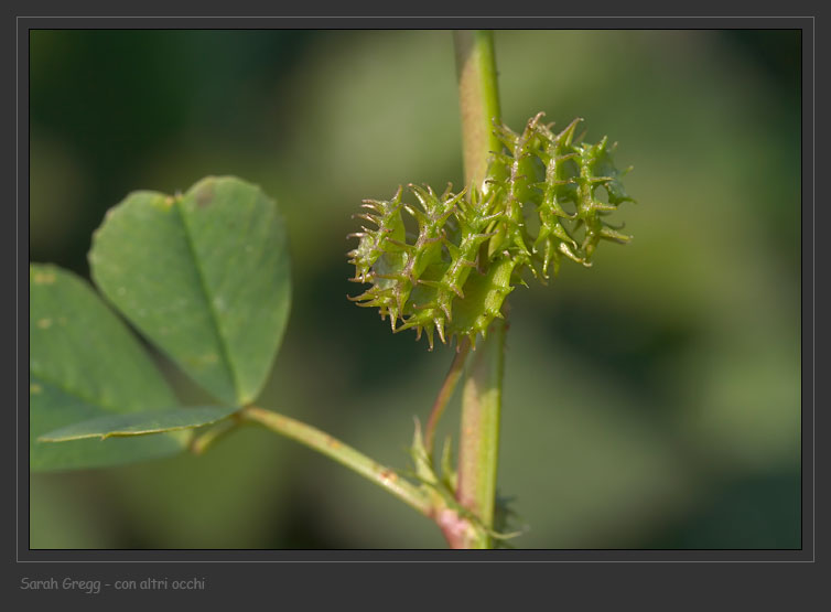 Medicago polymorpha e Medicago cfr.littoralis