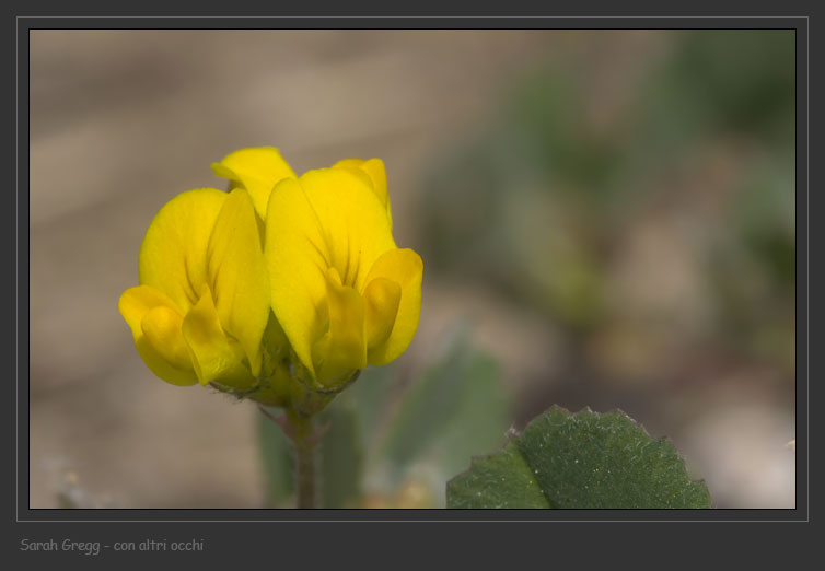 Medicago polymorpha e Medicago cfr.littoralis