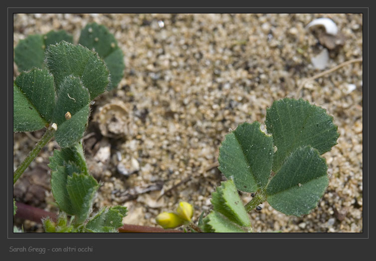 Medicago polymorpha e Medicago cfr.littoralis