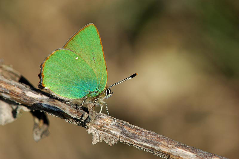 Callophrys rubi