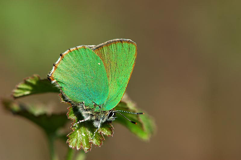 Callophrys rubi