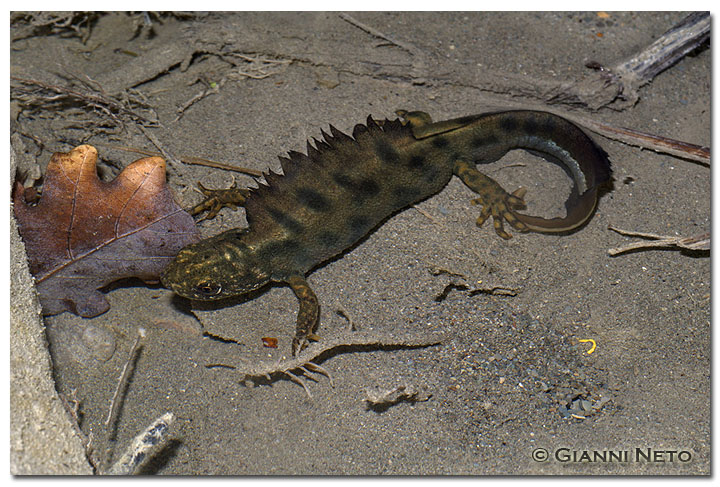 Tritone crestato - Triturus carnifex