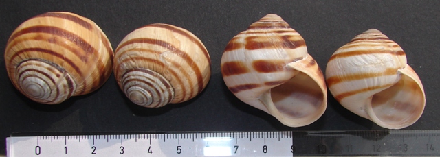 Variazioni in Helix ligata