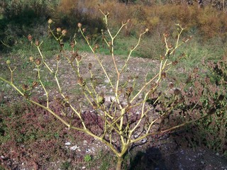 Datura stramonium / Stramonio comune