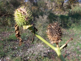 Datura stramonium / Stramonio comune