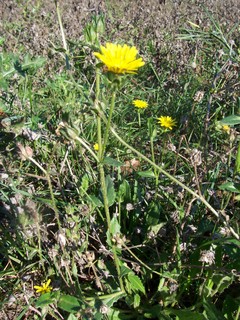Helminthotheca echioides / Aspraggine volgare