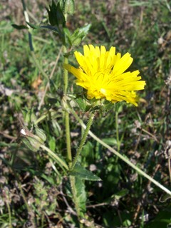 Helminthotheca echioides / Aspraggine volgare