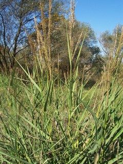 Phragmites australis / Cannuccia di palude