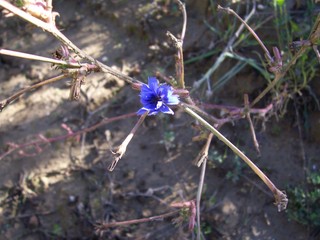 Cichorium intybus / Cicoria comune