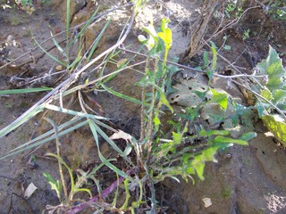 Cichorium intybus / Cicoria comune