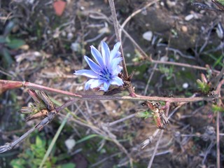 Cichorium intybus / Cicoria comune