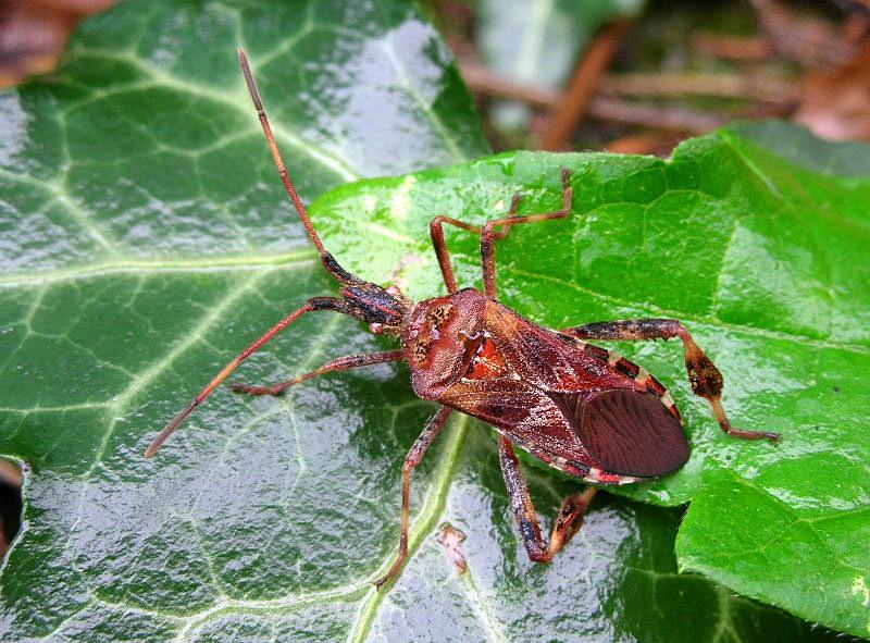 Leptoglossus occidentalis dai colori vivaci