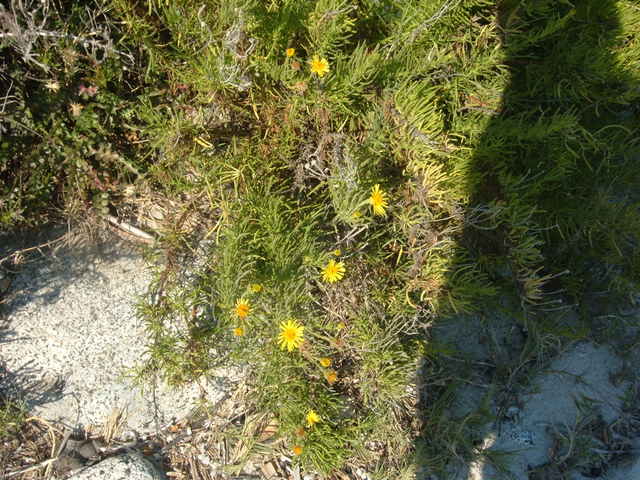 Limbarda crithmoides / Enula bacicci