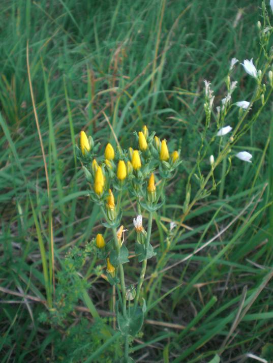 Blackstonia perfoliata