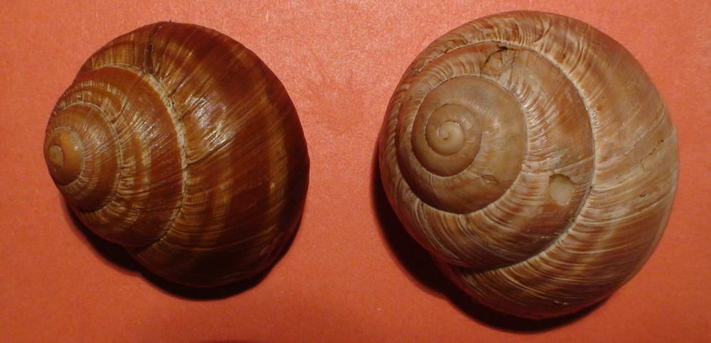 Helix (Helix) cincta O.F. Mller, 1774