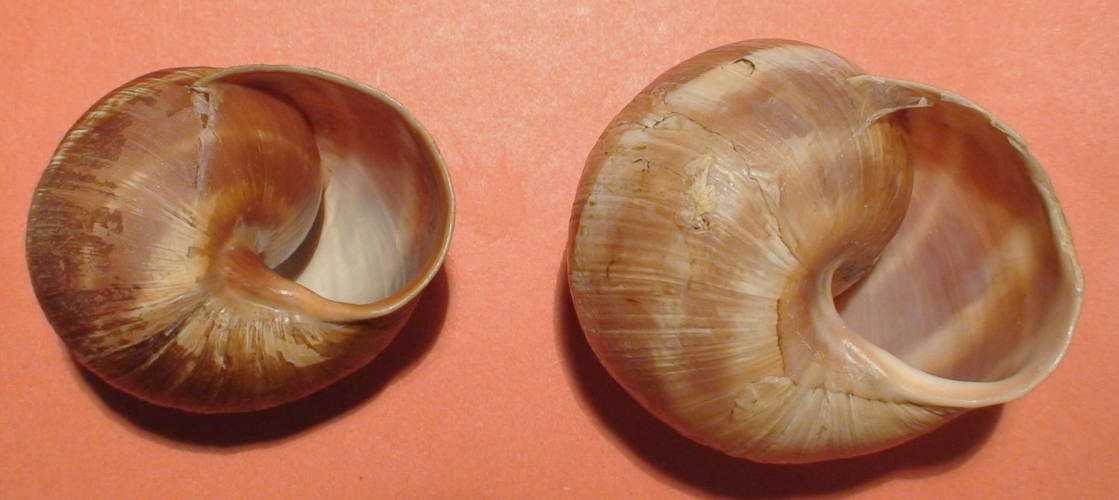 Helix (Helix) cincta O.F. Mller, 1774