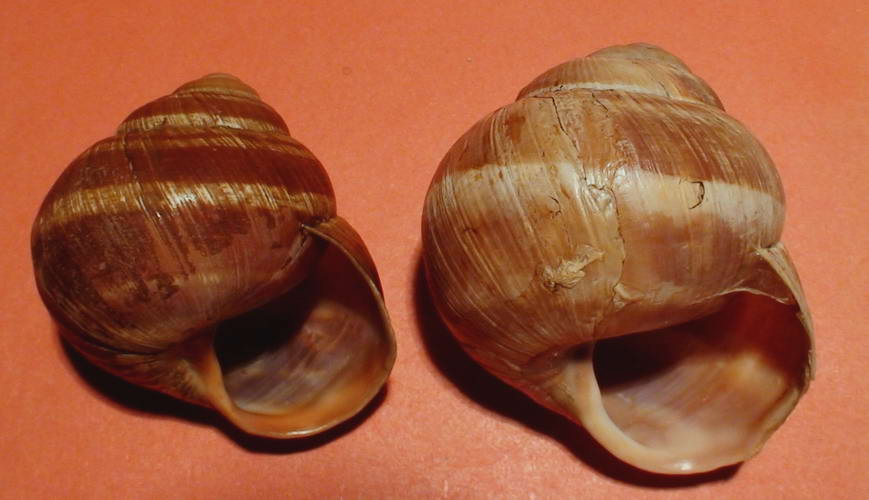 Helix (Helix) cincta O.F. Mller, 1774