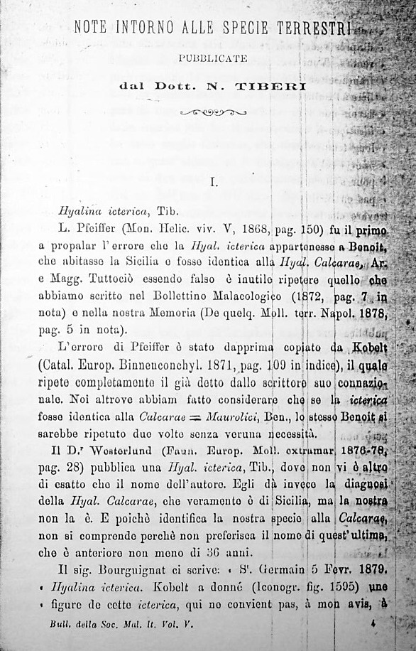 Retinella olivetorum icterica  (Tiberi, 1872)