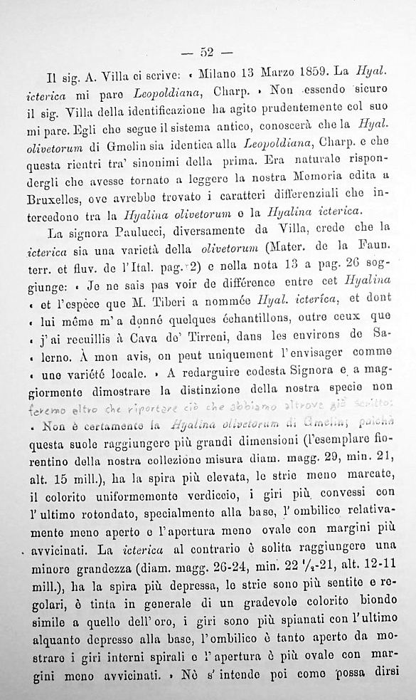 Retinella olivetorum icterica  (Tiberi, 1872)