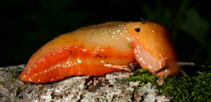 Limax cf corsicus dal Gran Sasso (TE)