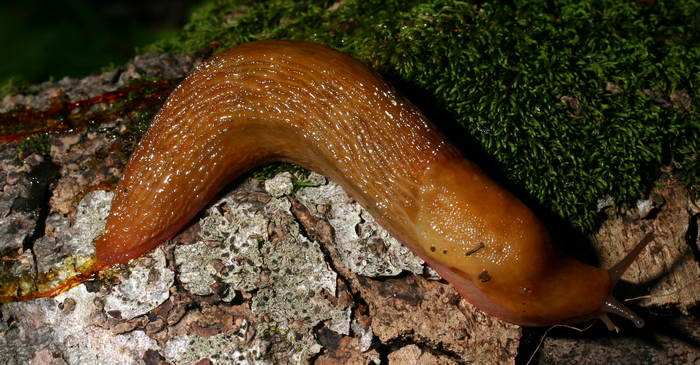 Limax cf corsicus dal Gran Sasso (TE)