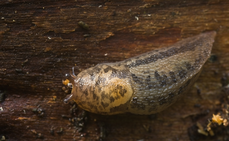 Limax cf maximus da Piana di Sesto Fiorentino (FI)