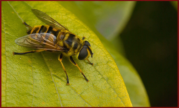 Myathropa florea (Syrphidae)