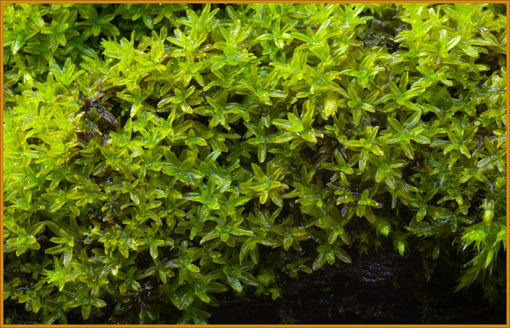 muschio su tronco di Populus alba