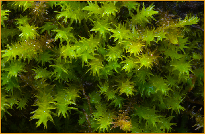 muschio su tronco di Populus alba