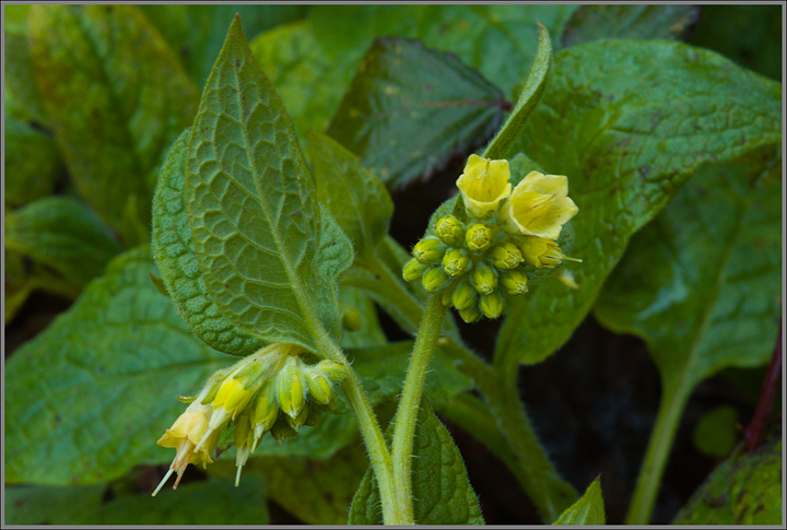 sulla riva della Greve (FI) - Symphytum bulbosum