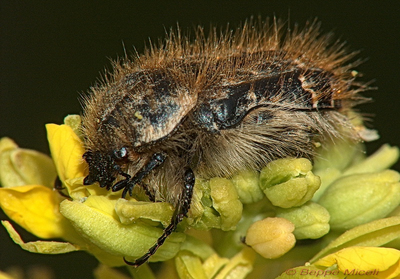 Tropinota hirta?