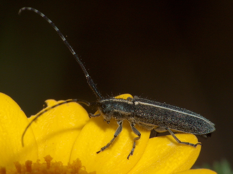 Agapanthia cardui