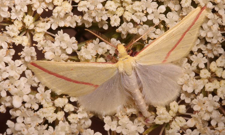 Rhodometra sacraria  (Geometridae)